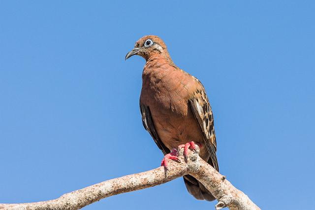 092 Genovesa, galapagostreurduif.jpg